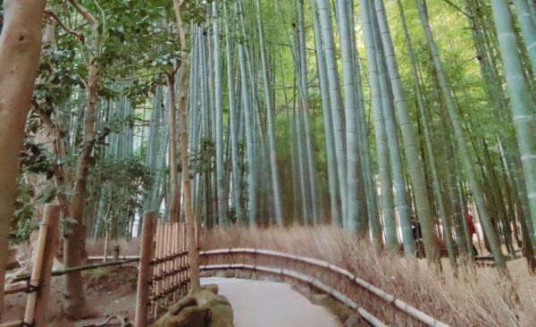 Things to Do in Kamakura: A Choose-Your-Own Adventure Day Trip Hokoukuin 10 Hokokuji Temple and Bamboo Forest
